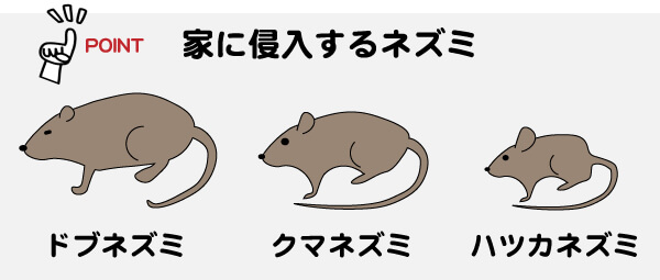 家に侵入するネズミの種類は3種類 ネズミ駆除のプロが監修 ねずみ駆除チーム ネズミ駆除のおすすめ業者を紹介