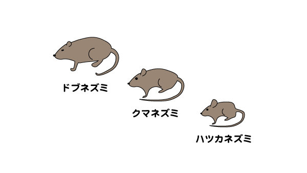 ネズミの基礎知識 ねずみ駆除チーム ネズミ駆除のおすすめ業者を紹介