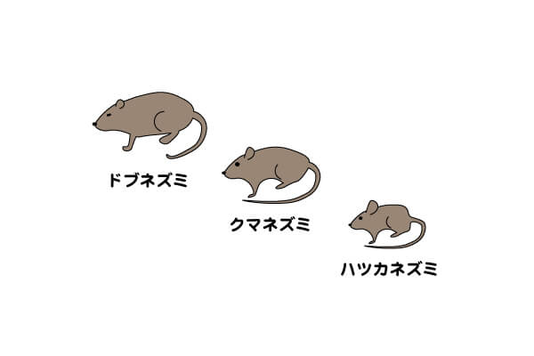 家に侵入するネズミの種類は3種類【ネズミ駆除のプロが監修】